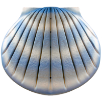 <b>Aqua</b> Shell Water Urns